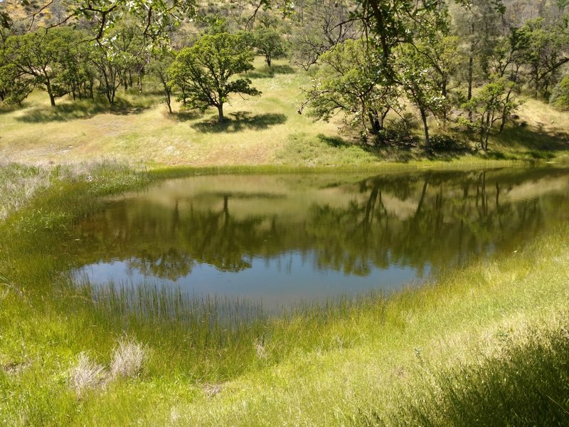 A small pond forms near the middle portion of the trail.