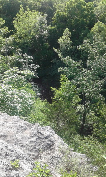 The bluff offers a great view of the forest.