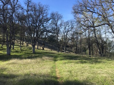 The trail is grassy and smooth through the hardwood forest above the pond.