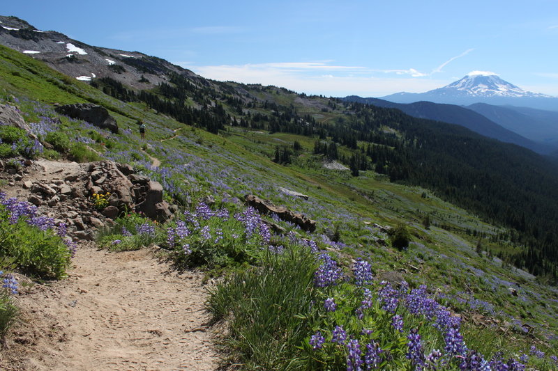 Fields of lupines frame views of Mt. Adams.