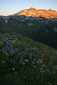 Goat Rocks doesn't disappoint when it comes to wildflowers and scenic views.