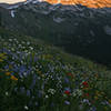 Goat Rocks doesn't disappoint when it comes to wildflowers and scenic views.