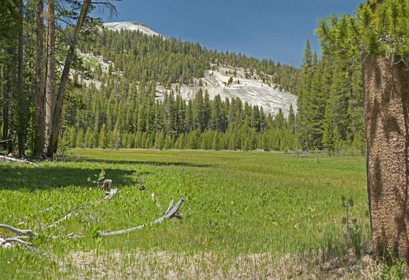 Maxson Dome towers above the meadow below Chamberlains Camp.