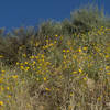 Blazing Star on the Peninsular Trail.