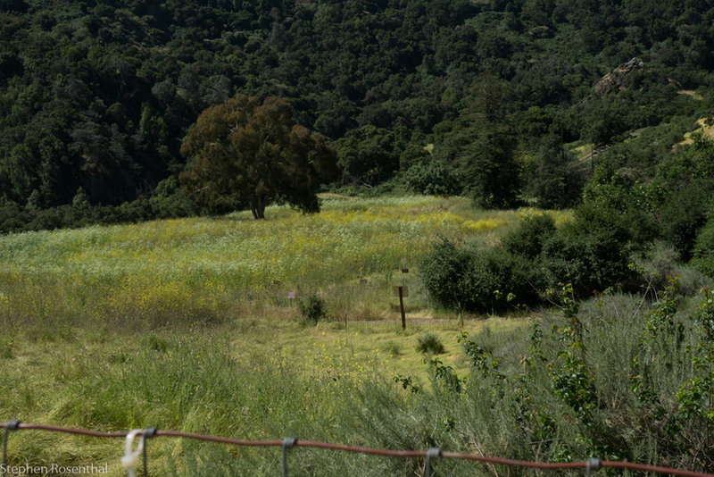 Meadow of mostly invasives, including Poison Hemlock and Mustard.