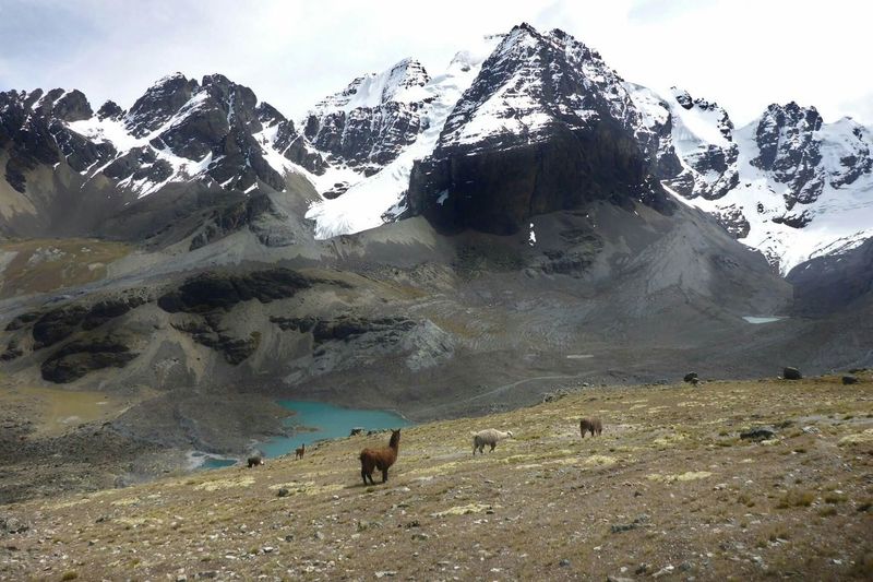 Llamas enjoy the view of Pic Austria in the background.