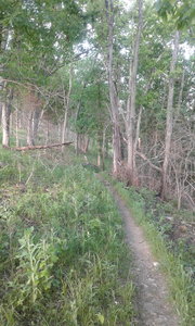 High Ridge Trail shows signs of recent prescribed burn.