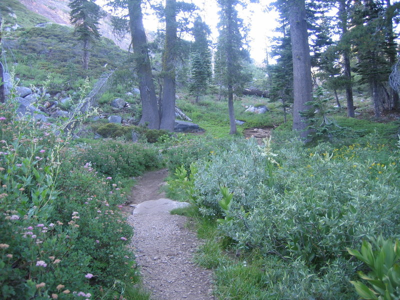 Enjoy beautiful woodlands along the Crooked Lakes Trail heading toward Penner Lake.