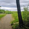 The forested view opens up as you approach Saffin Pond.