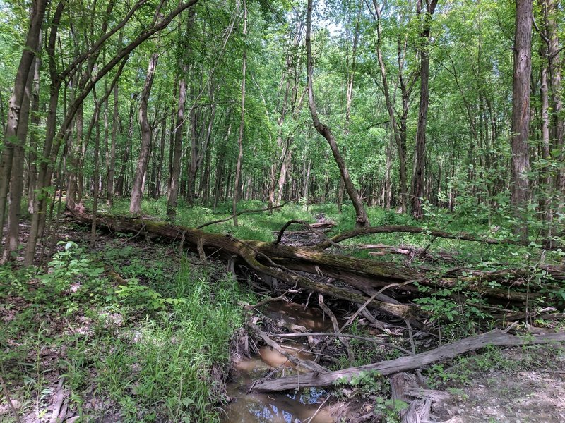 A small creek flows along the Buttonbush Trail.