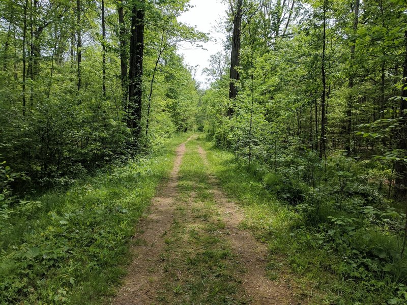 The Buttonbush Trail travels through gorgeous, verdant forests.