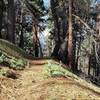 The Sugar Bowl Trail is often covered in soft needles.