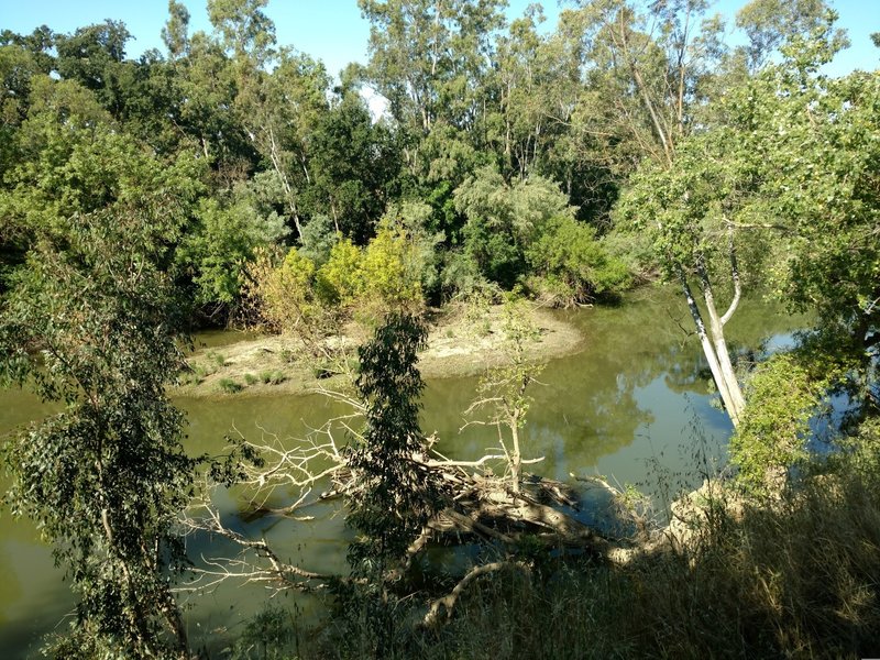 Putah Creek can often have log jams.