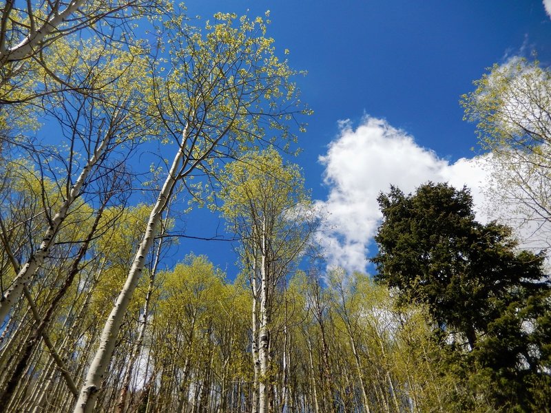 Aspen groves just begin to leaf out as we turn the corner into spring.