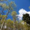 Aspen groves just begin to leaf out as we turn the corner into spring.