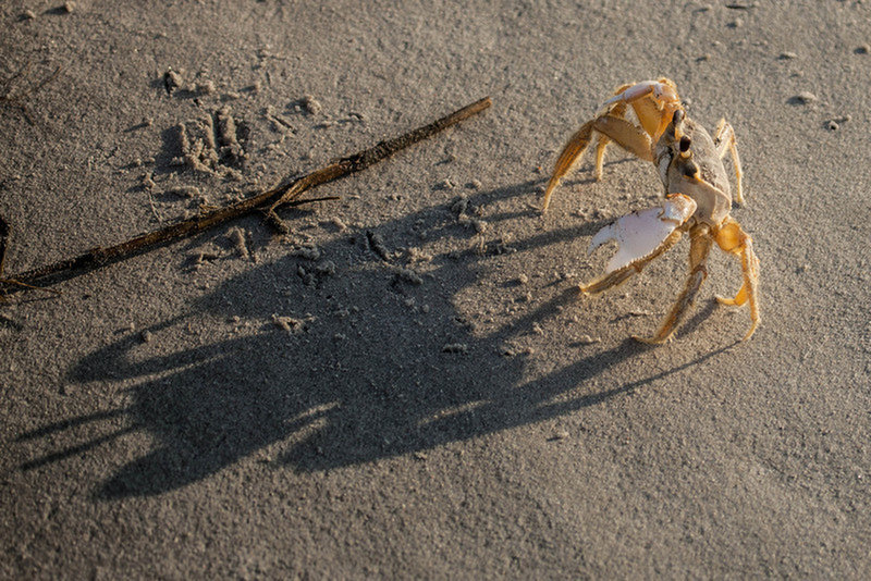 Look for the ghost crab along the beachfront.