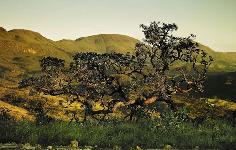 Evening sunlight across the Casa Branca dirt roads.