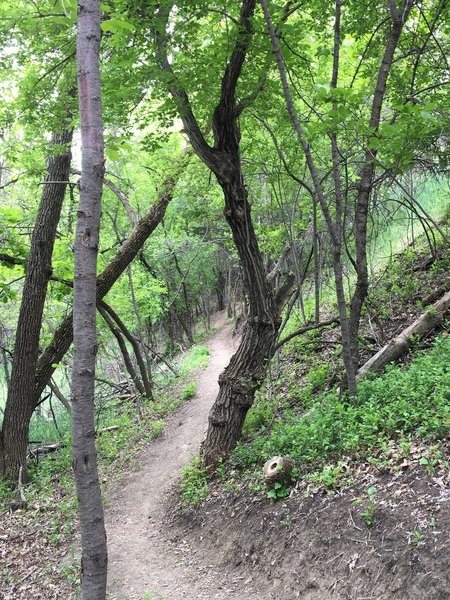 The trail heads through the forest on the west side of the campground.