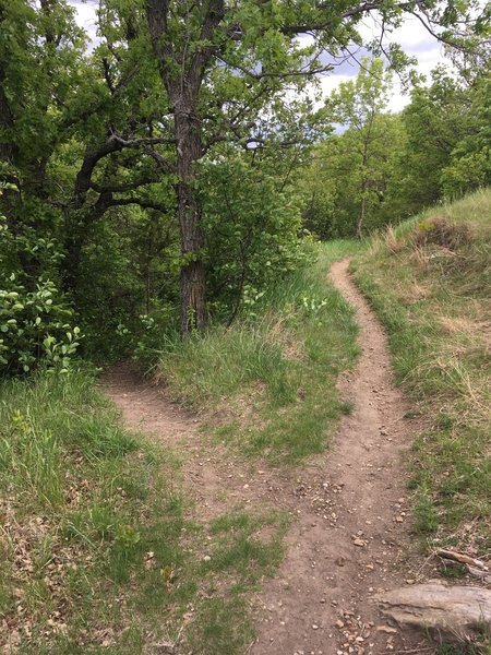 This is the junction of Hillside Connector Trail and Little Soldier Loop.