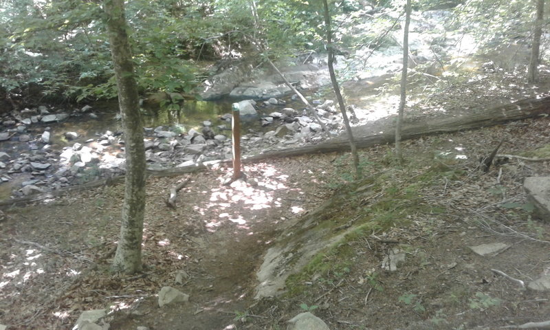 The very bottom of trail along Ledge Creek is steep and forested. The slopes are dominated by native oaks, hickories, beeches, and tulip poplars.