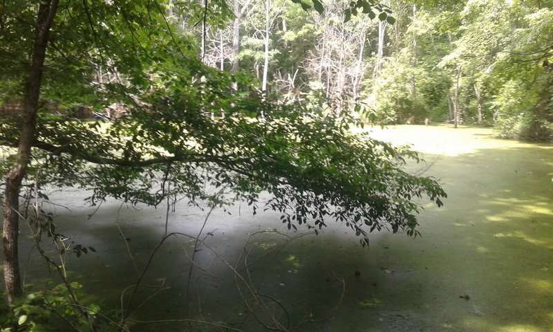 A view of the bigger pond of two at Ledge Creek Forest Conservation Trail. Now the pond provides habitat and water for wildlife.