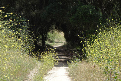A tunnel of vegetation grows in Tecolote Canyon.