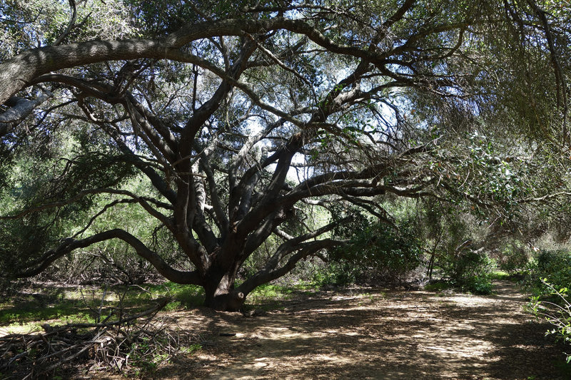 Extensive tree cover provides nice shade through this section of Tecolote Canyon.