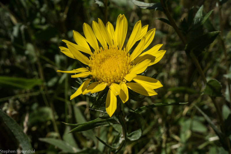 Gumweed, an attractive native plant in the summer, grows in many places along the trail.