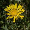 Gumweed, an attractive native plant in the summer, grows in many places along the trail.