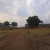 Mango trees dot the landscape along the way.