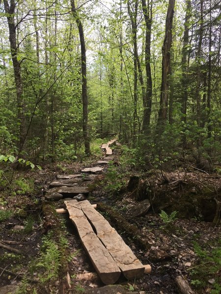 The trail is elevated through the large wetland.