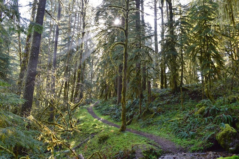 The sun peeks through the forest near a small stream crossing.