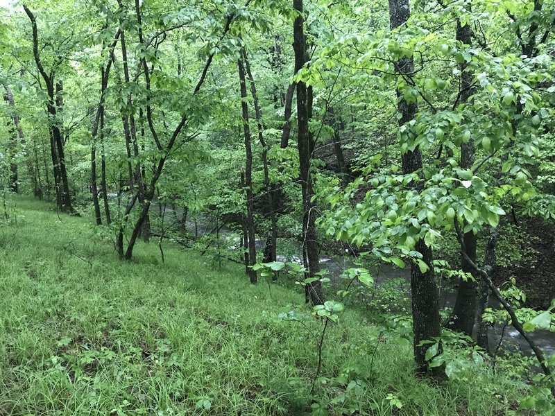 From the Caney Creek Trail, make your way across the creek from this spot to find a great area to camp.