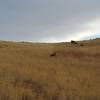 Mule deer graze along the back side of the bluffs.