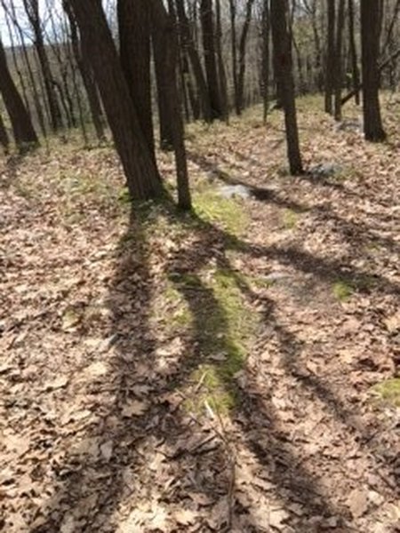 The early ascent on the Big Mountain Trail - East.