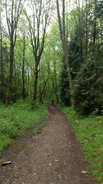 Spring green is everywhere you look along the Cave Hole Trail.