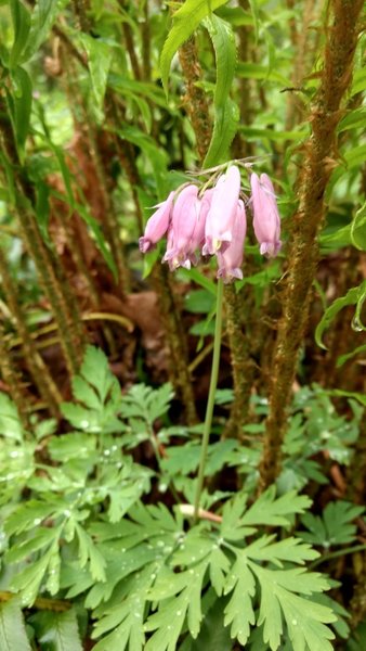 Spring wildflowers abound in Cougar Mountain Regional Wildland Park.