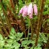 Spring wildflowers abound in Cougar Mountain Regional Wildland Park.