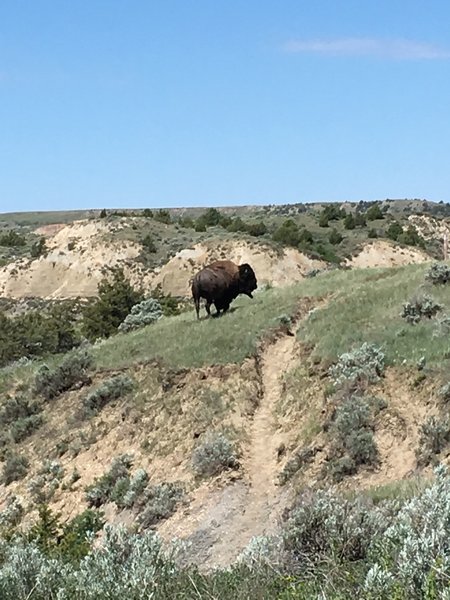 Bison are frequently seen on this trail – give them a wide berth.