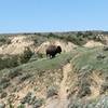 Bison are frequently seen on this trail – give them a wide berth.