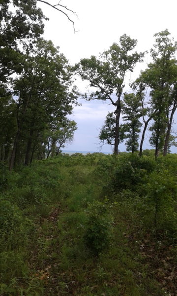 Approaching glade overlook from the Stegall Mountain Fire Tower Connector.