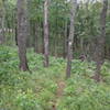 The intersection point between the Stegall Mountain Fire Tower Connector and the Ozark Trail.