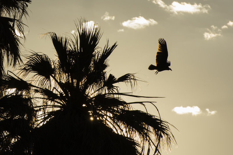 A vulture takes to the air from a palm tree at the Oasis of Mara. Photo Credit: NPS/Brad Sutton.