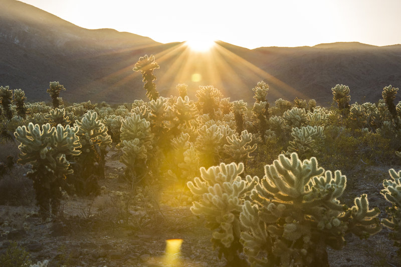 Droves of cholla are highlighted by the setting sun at Cholla Cactus Garden. Photo credit: NPS/Brad Sutton.