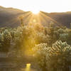 Droves of cholla are highlighted by the setting sun at Cholla Cactus Garden. Photo credit: NPS/Brad Sutton.