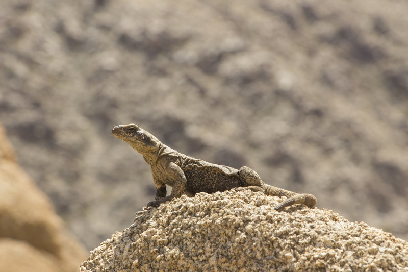 A lizard basks in the sun along the 49 Palms Oasis Trail. Photo credit: NPS/Brad Sutton.