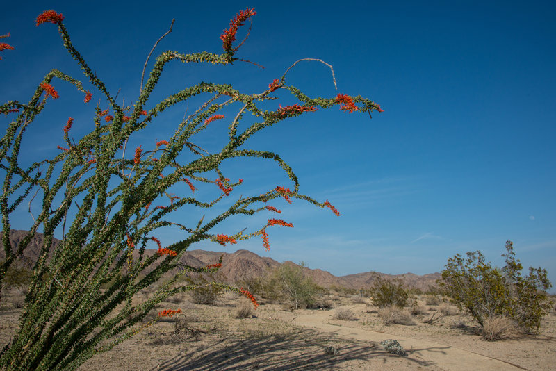 Ocotillo blooms brighten the Bajada Nature Trail. Photo credit: NPS/Lian Law.