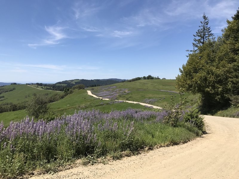 Spring lupine flowers along Bald Hills Road in Redwood National Park.