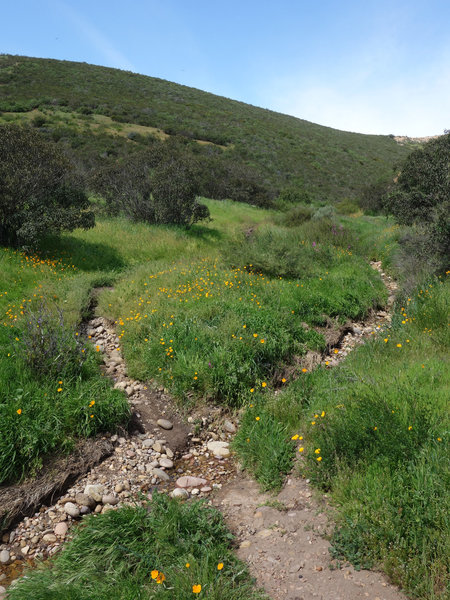 The trail and stream criss-cross at this spot.