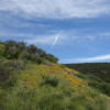 Poppies grow on a verdant hillside under a vibrant sky.